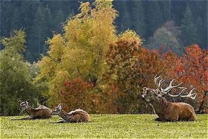 Wildpark Aurach